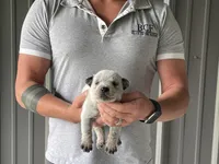 Mable - Male 3, a male Australian Cattle Dog for sale in Jefferson, SC – 2 of 3