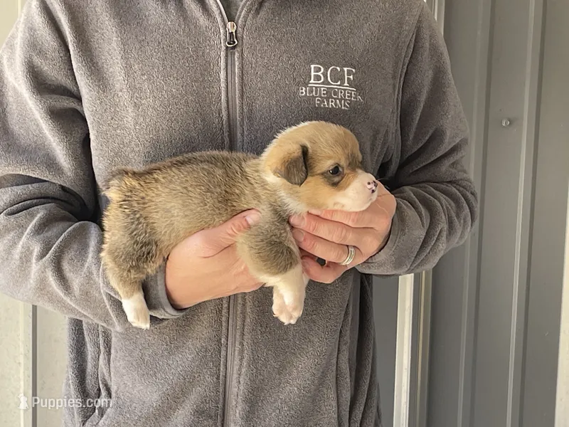 Maddy - Male 2 – Pembroke Welsh Corgi puppy for sale in Jefferson, SC