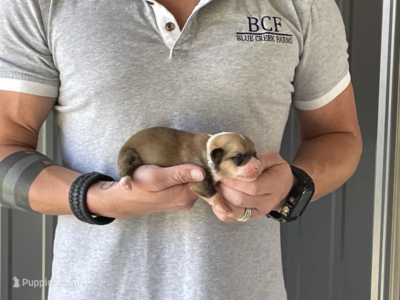 Maddy - Male 2 – Pembroke Welsh Corgi puppy for sale in Jefferson, SC