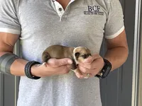 Maddy - Male 2, a male Pembroke Welsh Corgi for sale in Jefferson, SC – 1 of 4