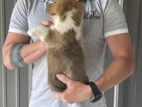 Olive - Female 1, a female Pembroke Welsh Corgi for sale in Jefferson, SC – 4 of 4