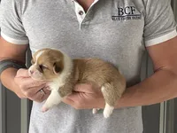 Peppa - Female 1, a female Pembroke Welsh Corgi for sale in Jefferson, SC – 4 of 4