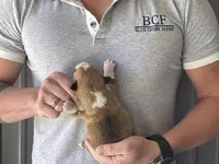 Olive - Male 3, a male Pembroke Welsh Corgi for sale in Jefferson, SC – Photo 4 of 4