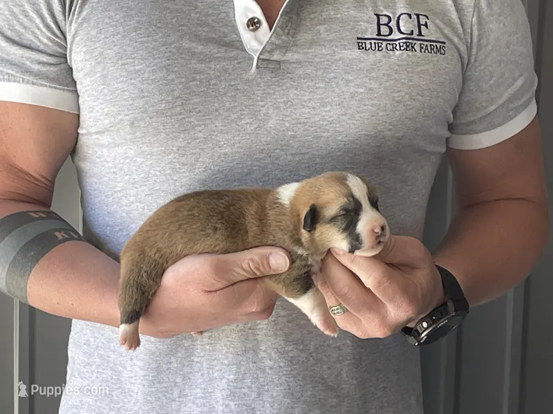 Olive - Male 3 – Pembroke Welsh Corgi puppy for sale in Jefferson, SC