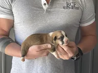 Olive - Male 3, a male Pembroke Welsh Corgi for sale in Jefferson, SC – Photo 1 of 4