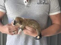 Olive - Male 3, a male Pembroke Welsh Corgi for sale in Jefferson, SC – Photo 2 of 4