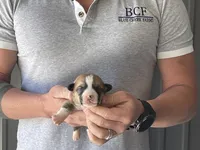 Olive - Male 3, a male Pembroke Welsh Corgi for sale in Jefferson, SC – Photo 3 of 4