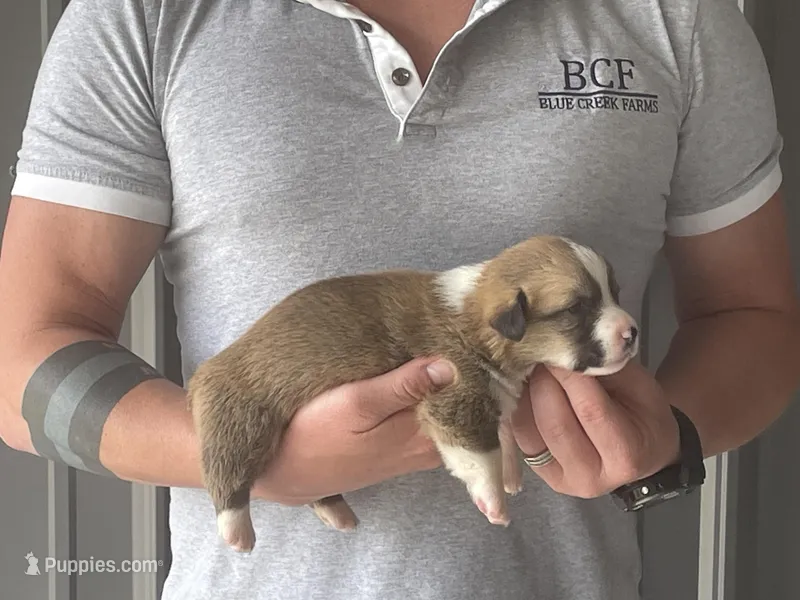 Olive - Male 3 – Pembroke Welsh Corgi puppy for sale in Jefferson, SC