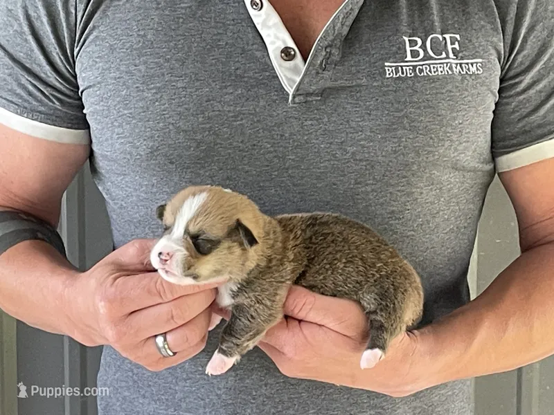 Lue Lue - Male 4 – Pembroke Welsh Corgi puppy for sale in Jefferson, SC