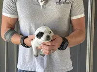 River - Male 2, a male Australian Cattle Dog for sale in Jefferson, SC – 4 of 4