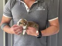 Tulip - Female 4, a female Pembroke Welsh Corgi for sale in Jefferson, SC – 4 of 4