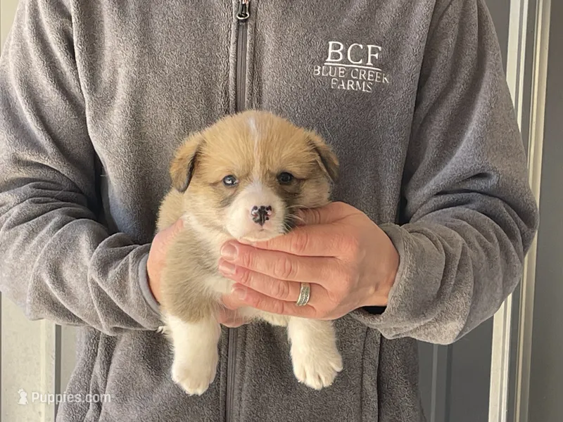 Maddy - Male 4 – Pembroke Welsh Corgi puppy for sale in Jefferson, SC
