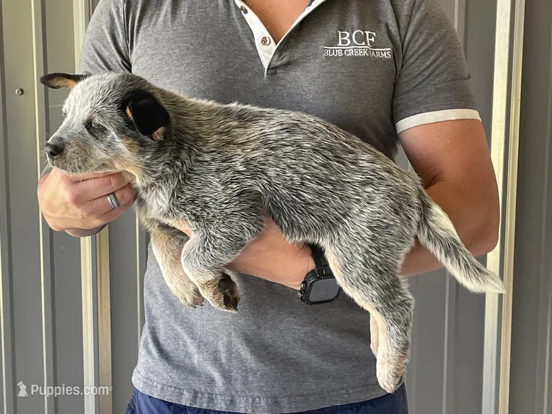 Mable - Female 3 – Australian Cattle Dog puppy for sale in Jefferson, SC