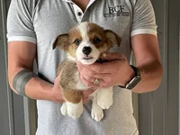 Lue Lue - Male 3, a male Pembroke Welsh Corgi for sale in Jefferson, SC – 2 of 4
