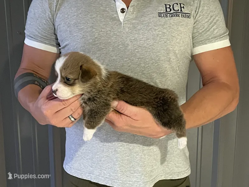 Lue Lue - Male 2 – Pembroke Welsh Corgi puppy for sale in Jefferson, SC