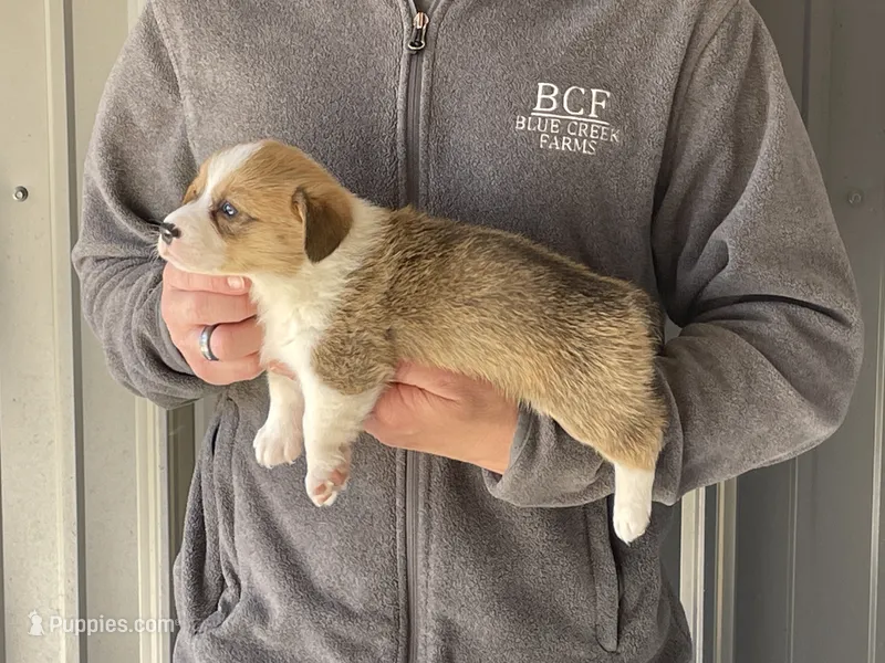 Peppa - Female 2 – Pembroke Welsh Corgi puppy for sale in Jefferson, SC