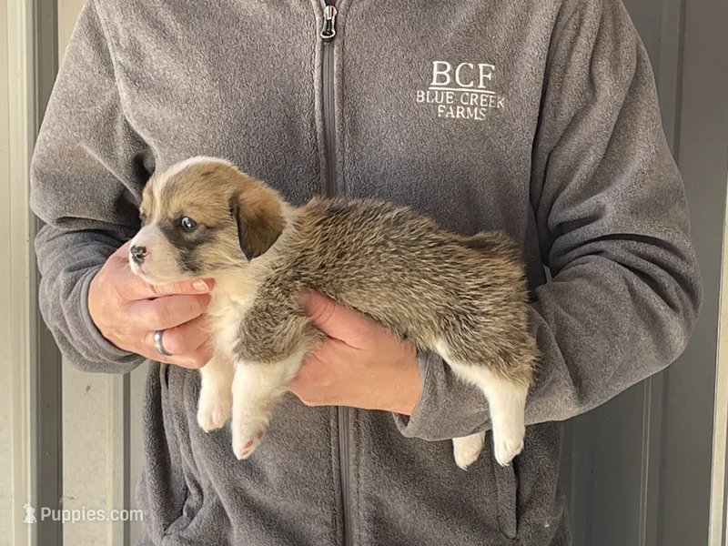 Maddy - Female 1 – Pembroke Welsh Corgi puppy for sale in Jefferson, SC