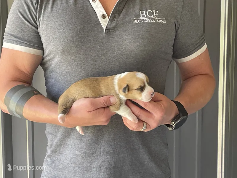 Tulip - Female 2 – Pembroke Welsh Corgi puppy for sale in Jefferson, SC