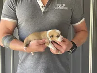 Tulip - Female 2, a female Pembroke Welsh Corgi for sale in Jefferson, SC – 1 of 4