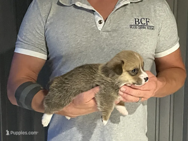Lue Lue - Male 5 – Pembroke Welsh Corgi puppy for sale in Jefferson, SC