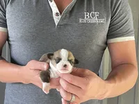 Lue Lue - Male 3, a male Pembroke Welsh Corgi for sale in Jefferson, SC – 4 of 4