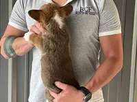 Lue Lue - Male 4, a male Pembroke Welsh Corgi for sale in Jefferson, SC – 2 of 4