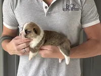 Peppa - Female 5, a female Pembroke Welsh Corgi for sale in Jefferson, SC – 2 of 4