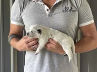 Eve - Female 2, a male Australian Cattle Dog for sale in Jefferson, SC – 2 of 3