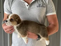 Lue Lue - Male 3, a male Pembroke Welsh Corgi for sale in Jefferson, SC – 3 of 4