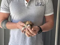 Olive - Female 3, a female Pembroke Welsh Corgi for sale in Jefferson, SC – Photo 3 of 4