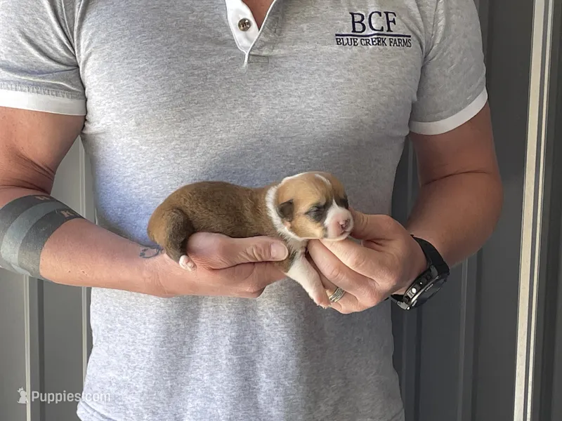 Olive - Female 3 – Pembroke Welsh Corgi puppy for sale in Jefferson, SC