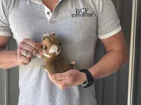 Olive - Female 3, a female Pembroke Welsh Corgi for sale in Jefferson, SC – Photo 4 of 4