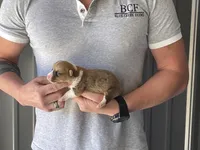 Olive - Female 3, a female Pembroke Welsh Corgi for sale in Jefferson, SC – Photo 2 of 4