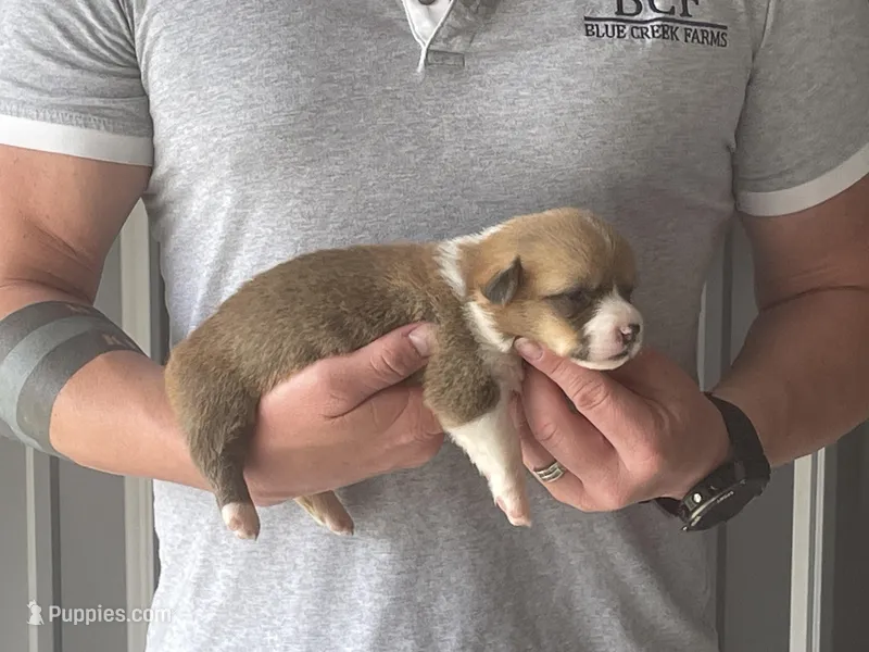 Olive - Female 3 – Pembroke Welsh Corgi puppy for sale in Jefferson, SC