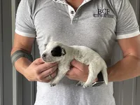 Eve - Male 2, a male Australian Cattle Dog for sale in Jefferson, SC – 1 of 3