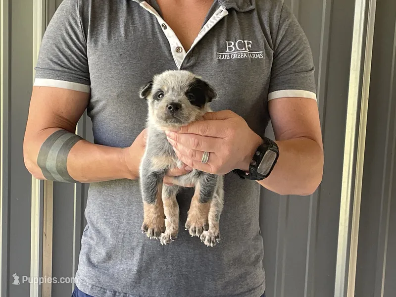 Eve - Male 2 – Australian Cattle Dog puppy for sale in Jefferson, SC