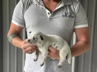 Mable - Male 3, a male Australian Cattle Dog for sale in Jefferson, SC – 3 of 3