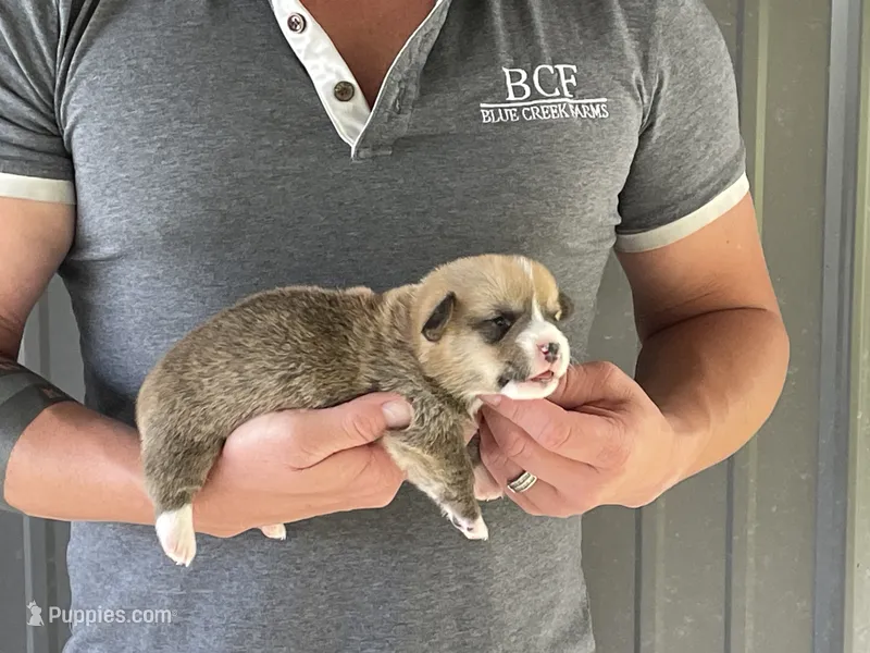 Lue Lue - Male 5 – Pembroke Welsh Corgi puppy for sale in Jefferson, SC