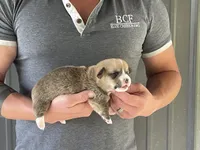 Lue Lue - Male 5, a male Pembroke Welsh Corgi for sale in Jefferson, SC – 1 of 4