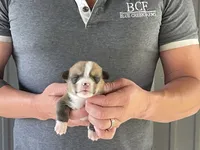 Lue Lue - Male 4, a male Pembroke Welsh Corgi for sale in Jefferson, SC – 3 of 3