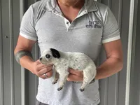 Mable - Female 2, a female Australian Cattle Dog for sale in Jefferson, SC – 1 of 3