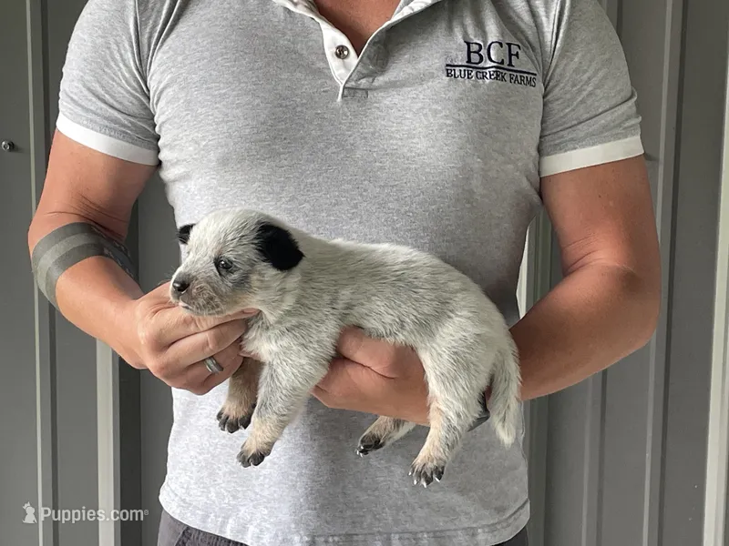 Mable - Female 3 – Australian Cattle Dog puppy for sale in Jefferson, SC