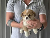 Olive - Female 1, a female Pembroke Welsh Corgi for sale in Jefferson, SC – 3 of 4