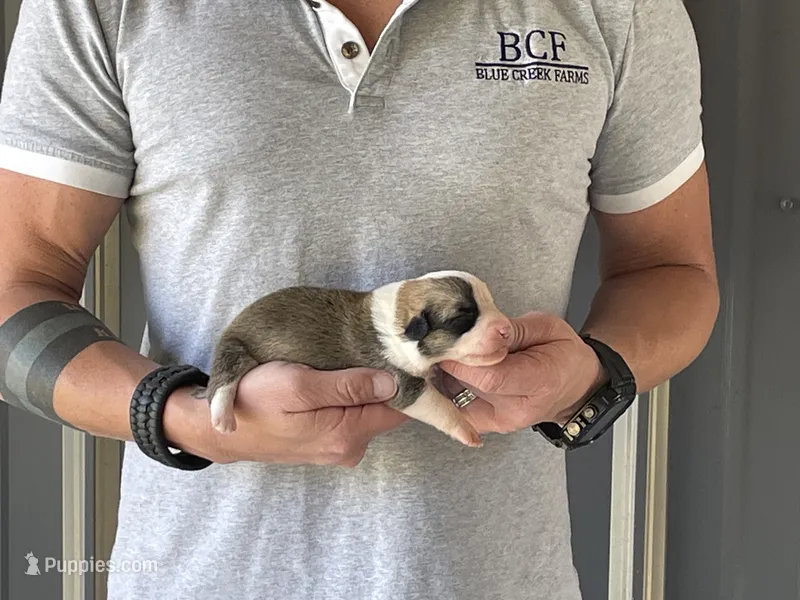 Maddy - Female 2 – Pembroke Welsh Corgi puppy for sale in Jefferson, SC