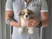 Olive - Female 2, a female Pembroke Welsh Corgi for sale in Jefferson, SC – 3 of 4