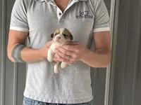 Peppa - Female 2, a female Pembroke Welsh Corgi for sale in Jefferson, SC – 2 of 4