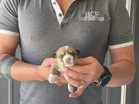Tulip - Female 3, a female Pembroke Welsh Corgi for sale in Jefferson, SC – 2 of 4