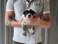 Ann - Male 1, a male Australian Cattle Dog for sale in Jefferson, SC – 2 of 3