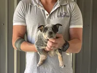 Eve - Female 1, a female Australian Cattle Dog for sale in Jefferson, SC – 2 of 4