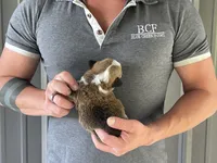 Lue Lue - Male 1, a male Pembroke Welsh Corgi for sale in Jefferson, SC – 4 of 4